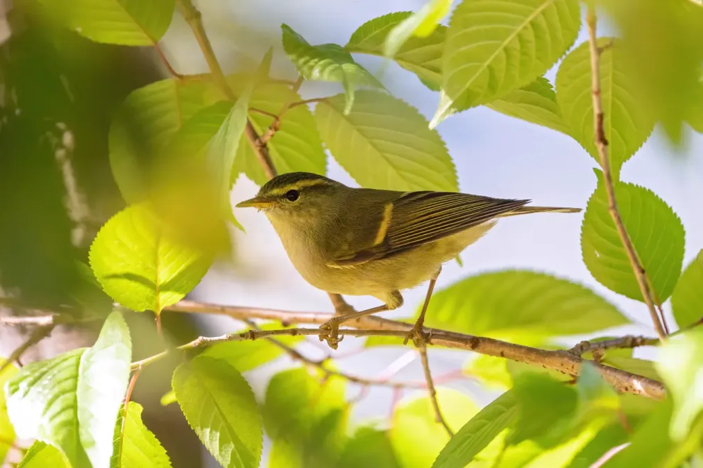 File:Buff-barred Warbler (Phylloscopus pulcher).jpg