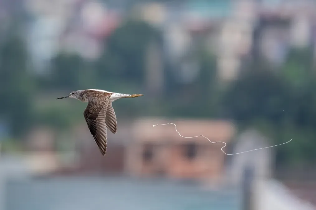 File:The common greenshank (Tringa nebularia).jpg