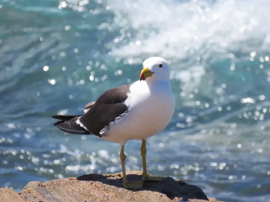 File:Pacific gull (Larus pacificus) at Quagi Beach, Western Australia, January 2024 01.jpg