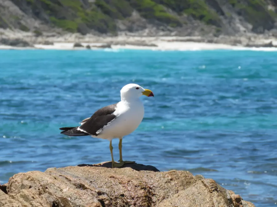 File:Pacific gull (Larus pacificus) at Quagi Beach, Western Australia, January 2024 03.jpg