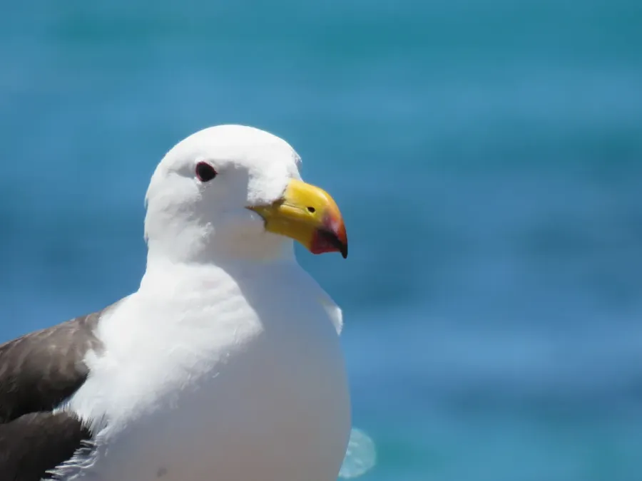 File:Pacific gull (Larus pacificus) at Quagi Beach, Western Australia, January 2024 04.jpg