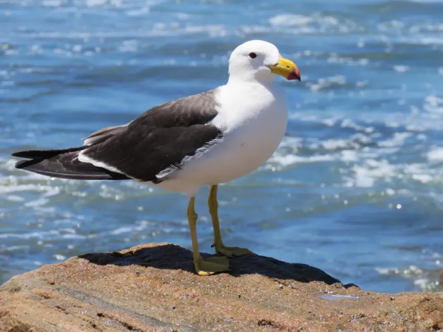 File:Pacific gull (Larus pacificus) at Quagi Beach, Western Australia, January 2024 06.jpg
