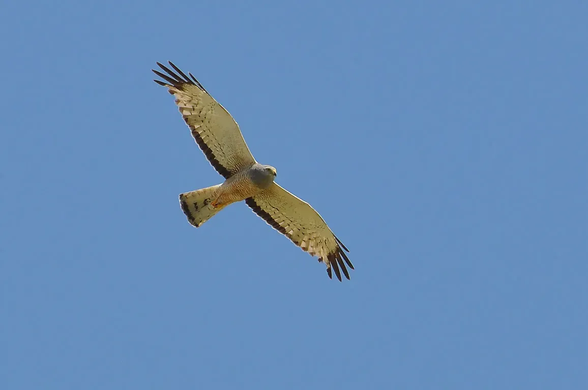 File:Circus cinereus -Rio Grande do Sul, Brazil -flying-8.jpg
