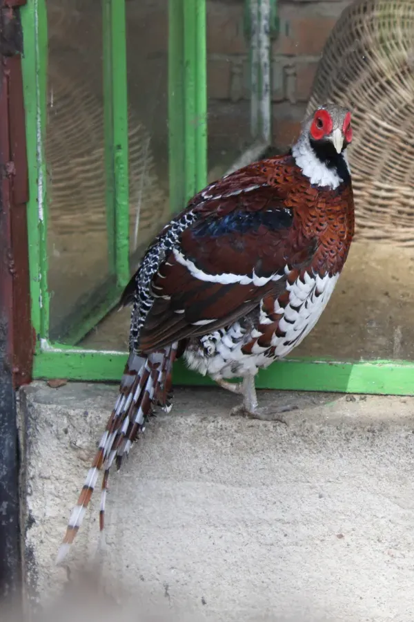 File:Syrmaticus ellioti male Oliwa.JPG