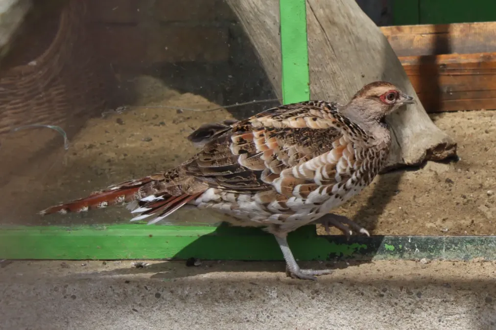 File:Syrmaticus ellioti female Oliwa.JPG