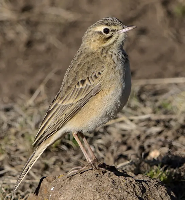 File:Mountain pipit, Anthus hoeschi, at Naude's Nek, southern Drakensberg, Eastern Cape, South Africa. - 51852076261, crop.jpg