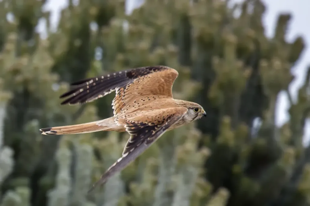File:Nankeen kestrel (Falco cenchroides cenchroides) female in flight Penneshaw.jpg