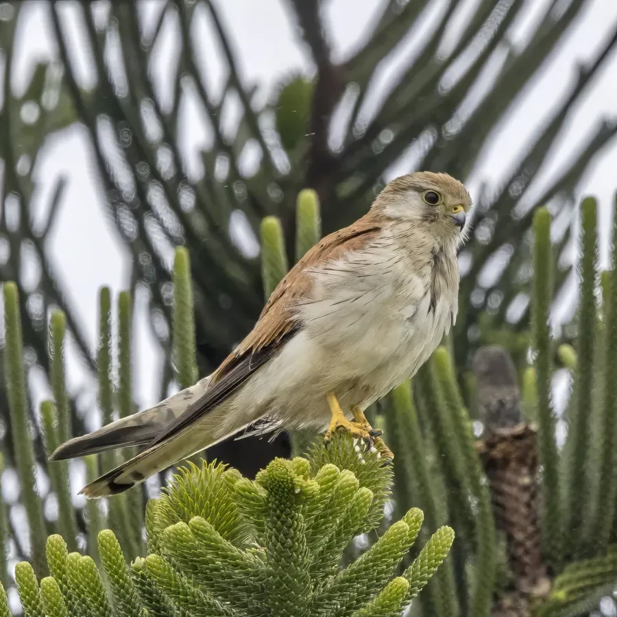 File:Nankeen kestrel (Falco cenchroides cenchroides) female Penneshaw.jpg