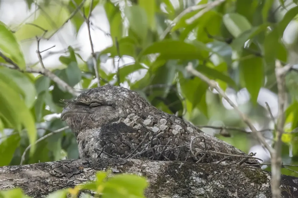 File:Papuan frogmouth (Podargus papuensis baileyi) Daintree.jpg