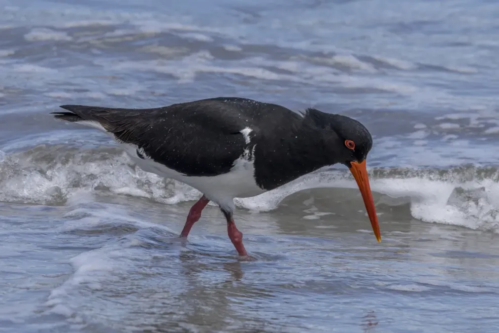 File:Pied oystercatcher (Haematopus longirostris) Maria Island.jpg