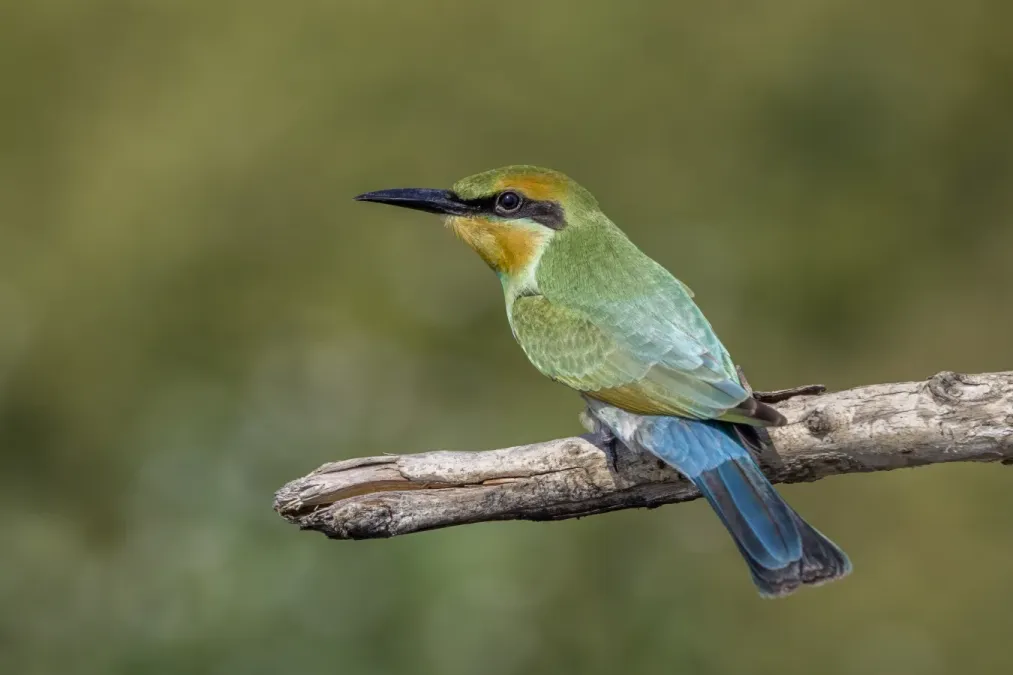 File:Rainbow bee-eater (Merops ornatus) Fogg Dam.jpg