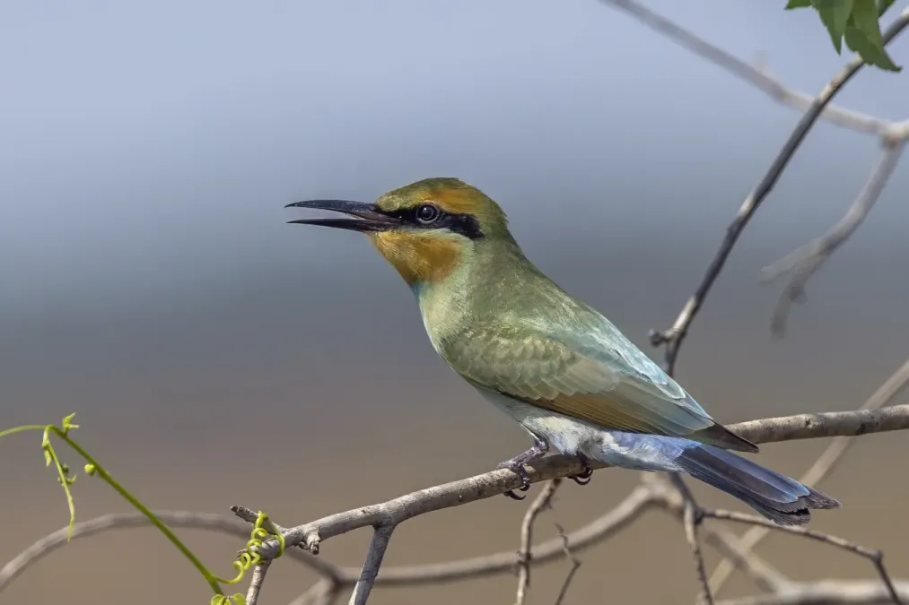 File:Rainbow bee-eater (Merops ornatus) Fogg Dam 2.jpg