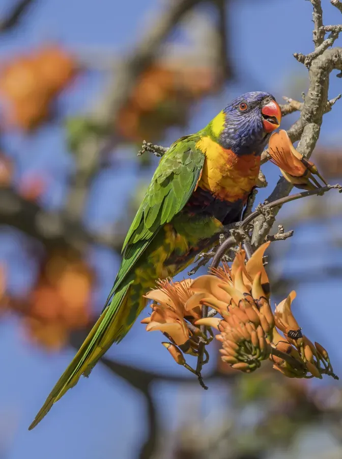 File:Rainbow lorikeet (Trichoglossus moluccanus moluccanus) Sydney 2.jpg