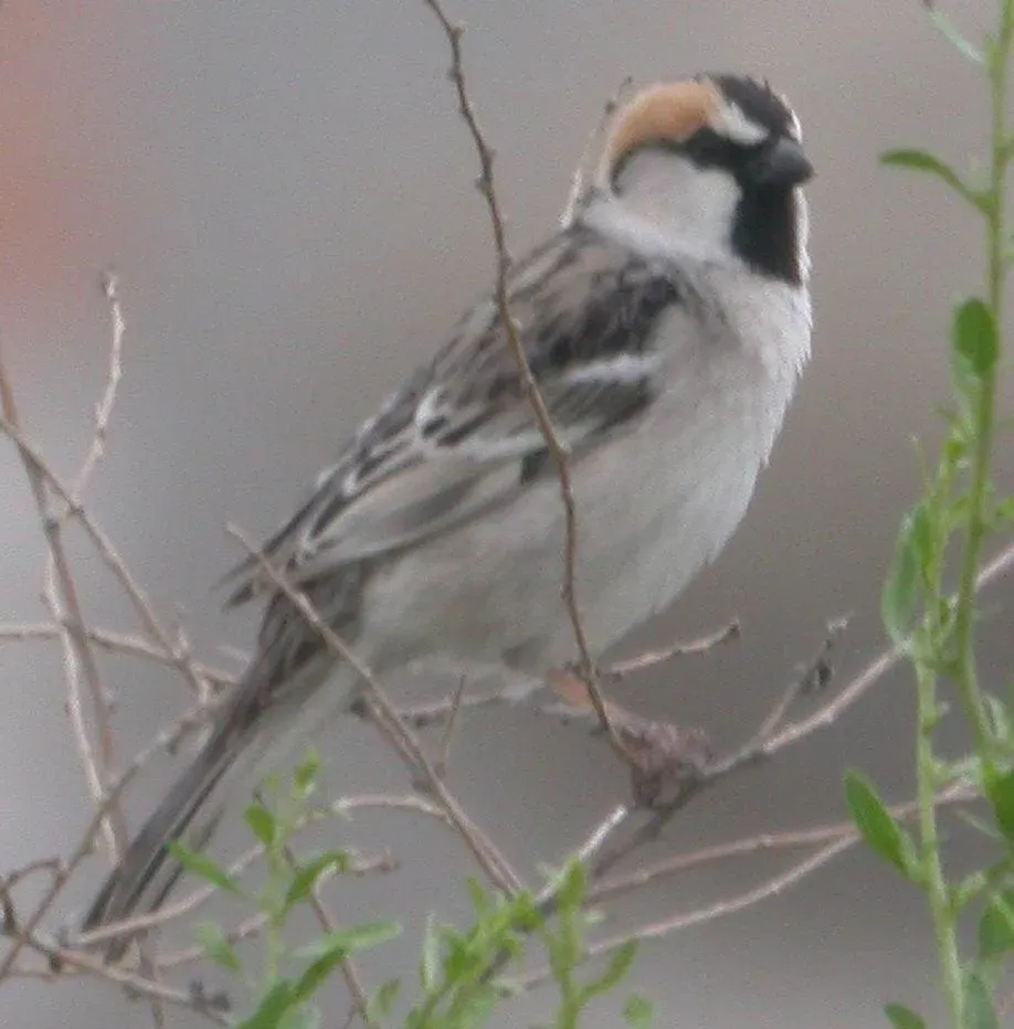 File:Passer ammodendri ammodendri male 1.jpg