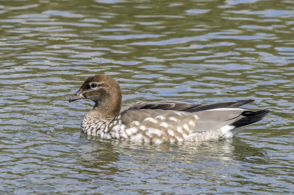 File:Maned duck (Chenonetta jubata) female Adelaide.jpg