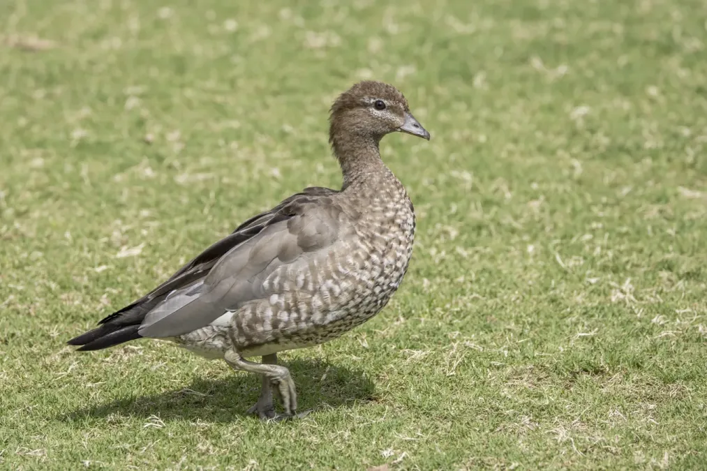 File:Maned duck (Chenonetta jubata) female Sydney.jpg