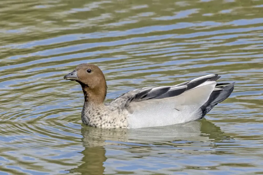 File:Maned duck (Chenonetta jubata) male Adelaide.jpg