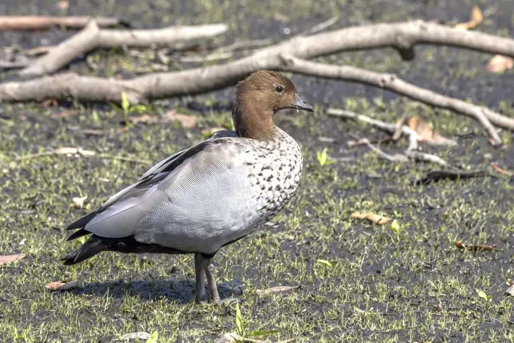 File:Maned duck (Chenonetta jubata) male Sydney.jpg