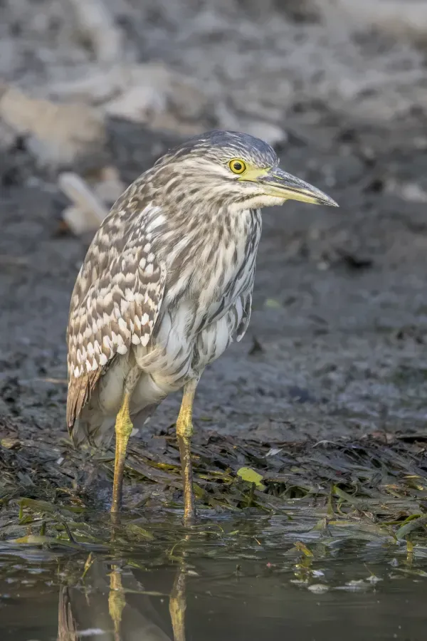 File:Nankeen night-heron (Nycticorax caledonicus australasiae) immature Kakadu.jpg