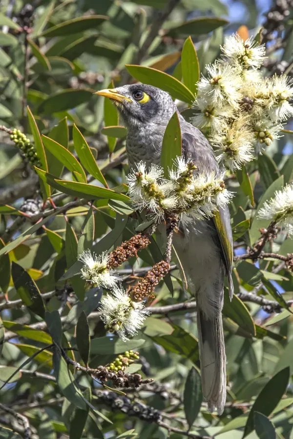 File:Noisy miner (Manorina melanocephala melanocephala) on Melaleuca salicina Sydney.jpg