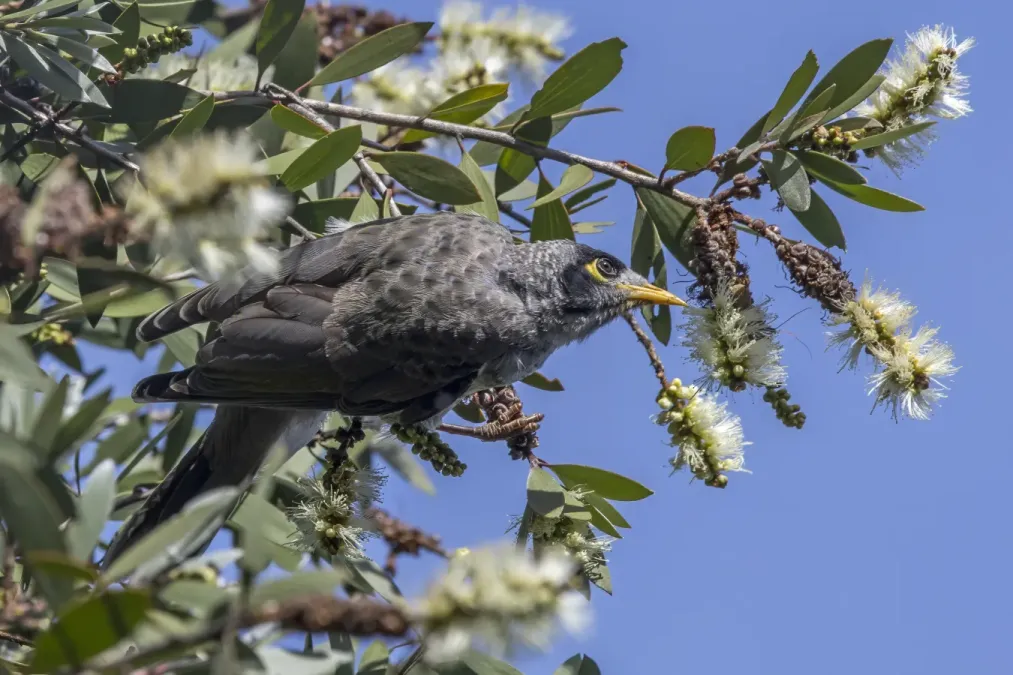 File:Noisy miner (Manorina melanocephala melanocephala) on Melaleuca salicina Sydney 2.jpg