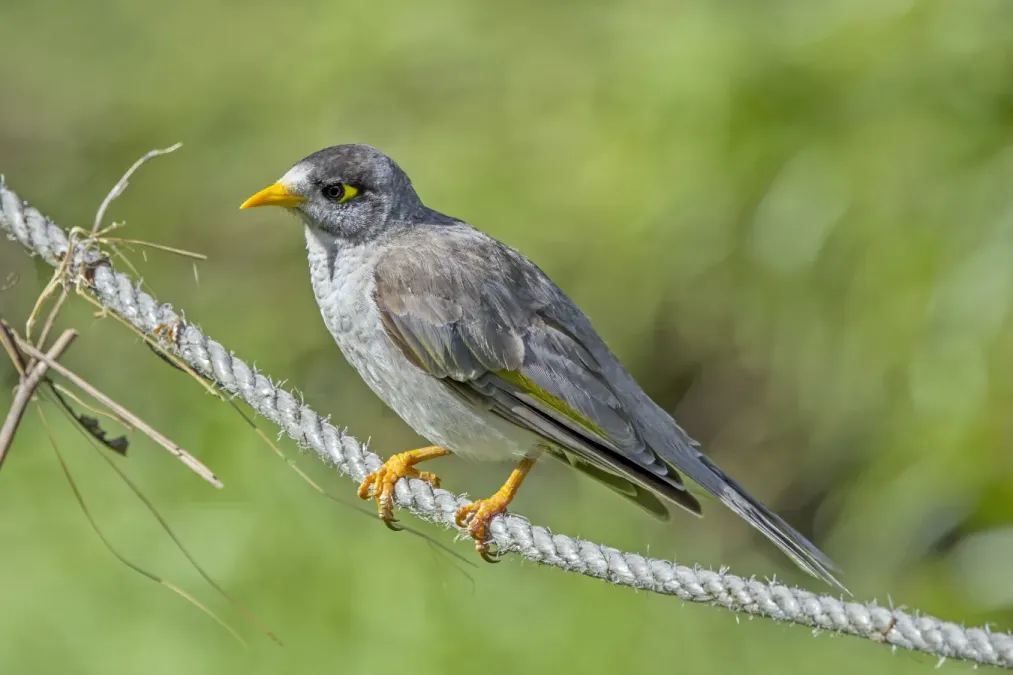 File:Noisy miner (Manorina melanocephala melanocephala) Adelaide.jpg