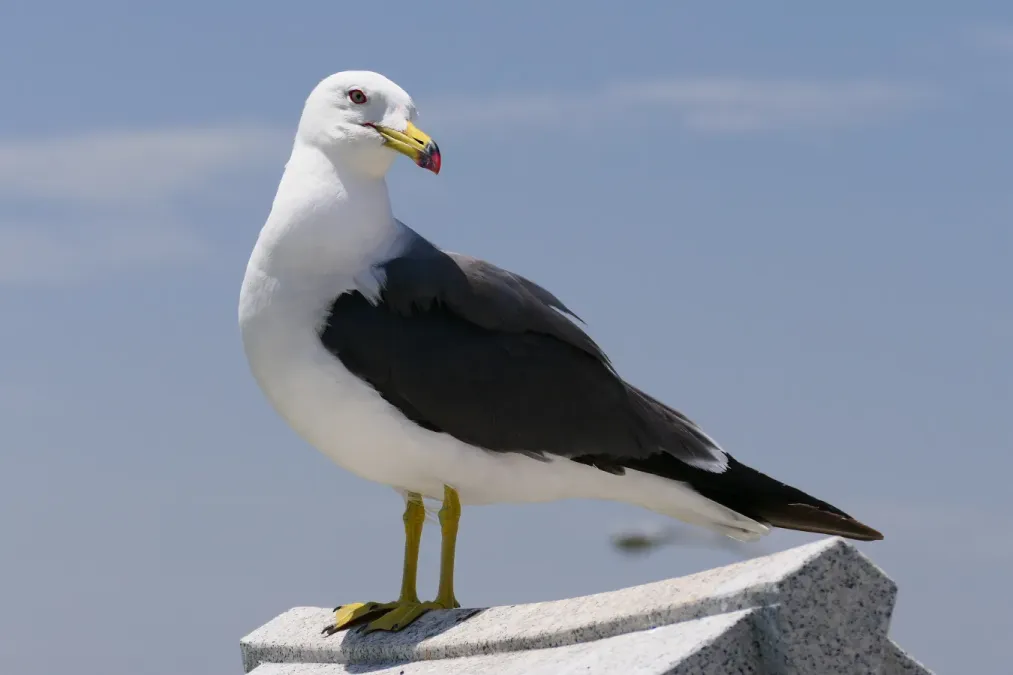 File:Larus-crassirostris Aomori.jpg