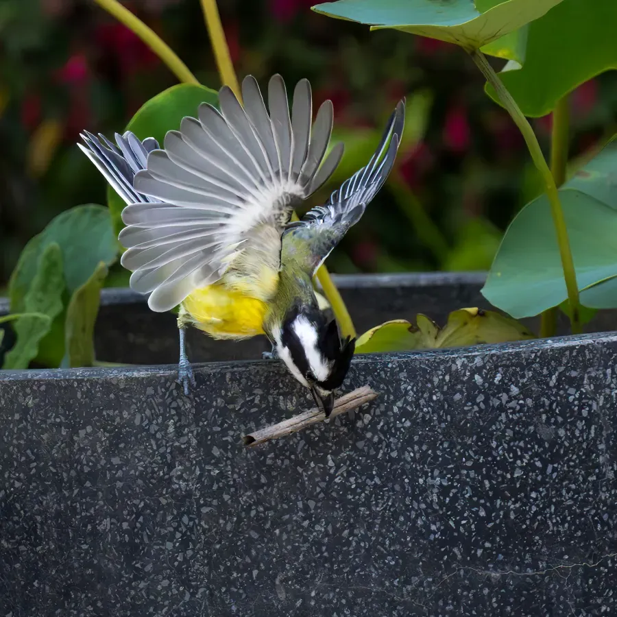 File:Eastern Shriketit (Falcunculus frontatus), Victoria, Australia 1.jpg