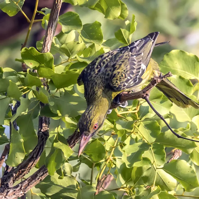 File:Olive-backed oriole (Oriolus sagittatus) Kakadu.jpg