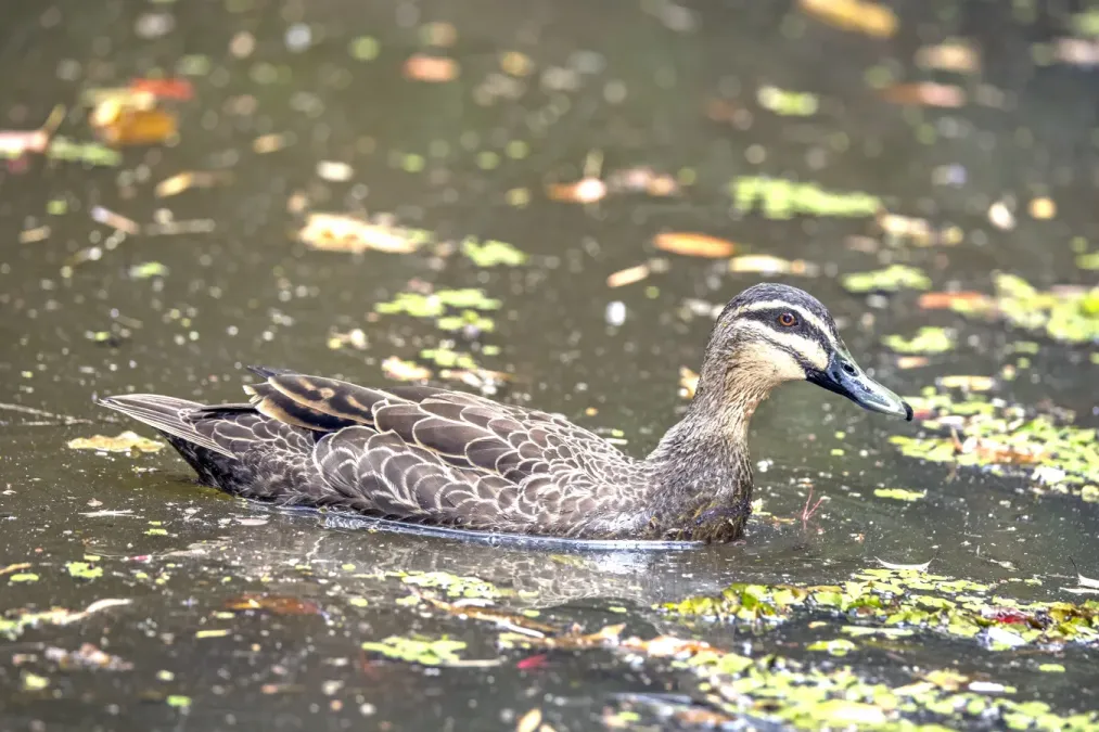 File:Pacific black duck (Anas superciliosa) male swimming Atherton.jpg