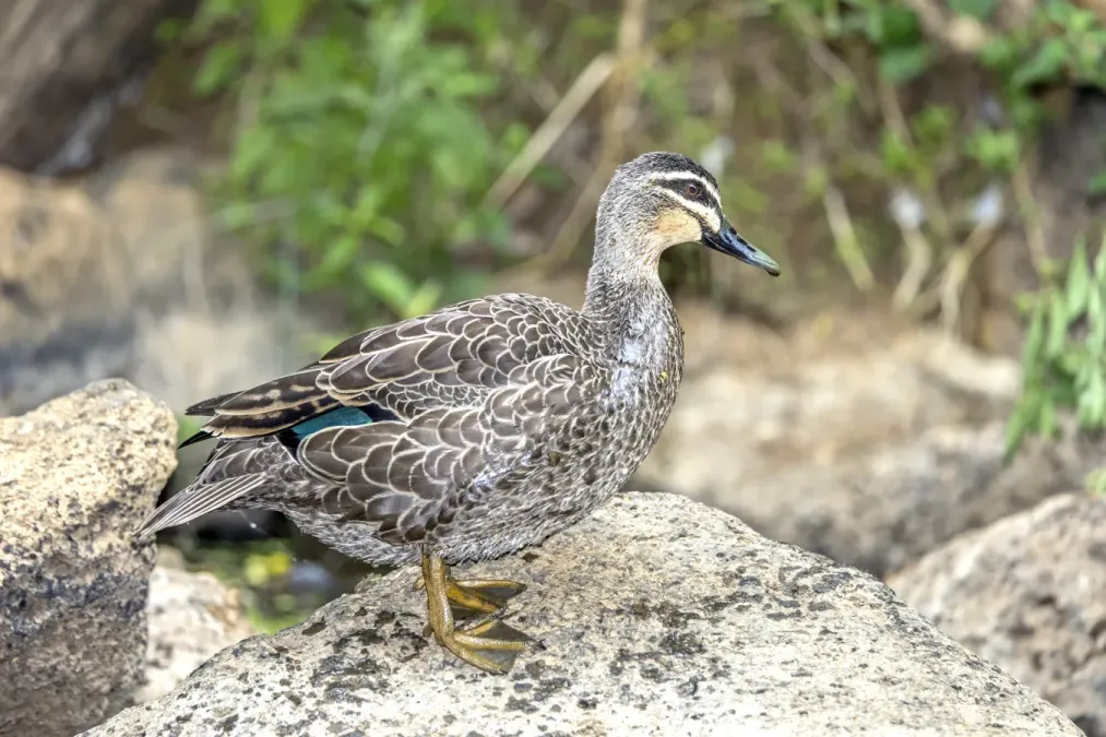 File:Pacific black duck (Anas superciliosa) male Atherton.jpg