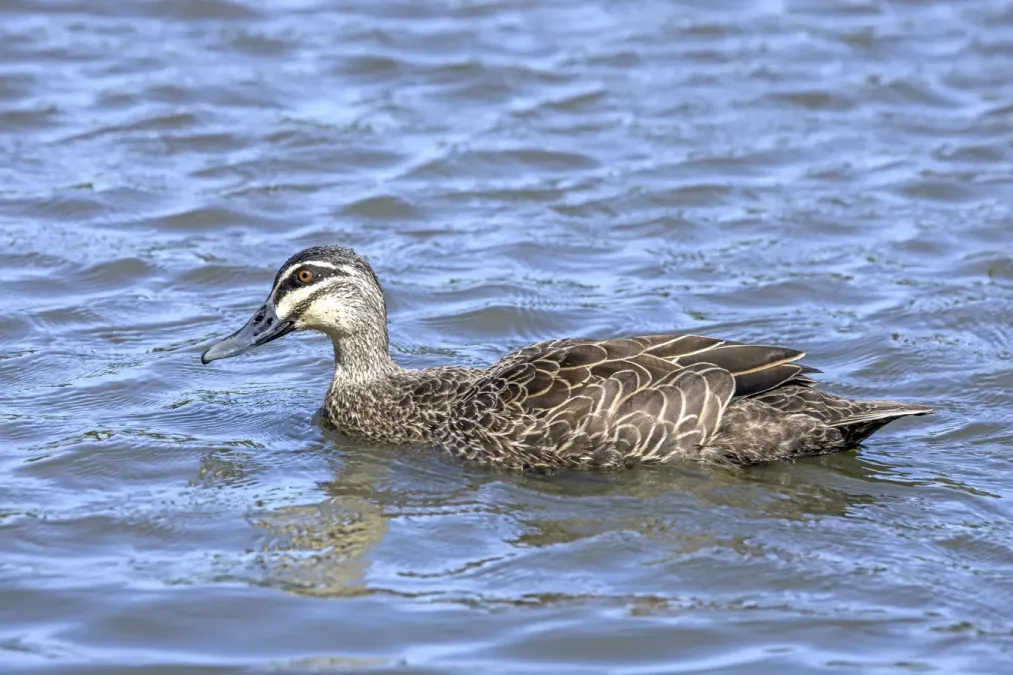 File:Pacific black duck (Anas superciliosa) male swimming Sydney.jpg
