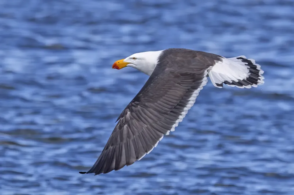 File:Pacific gull (Larus pacificus pacificus) in flight Freycinet.jpg