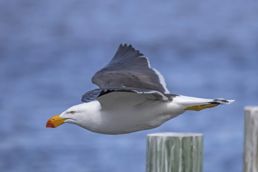 File:Pacific gull (Larus pacificus pacificus) in flight Freycinet 2.jpg