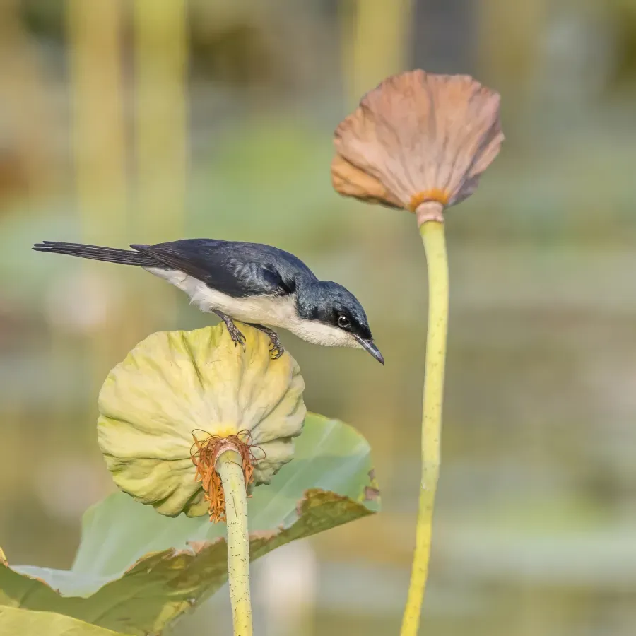 File:Paperbark flycatcher (Myiagra nana) Kakadu 2.jpg