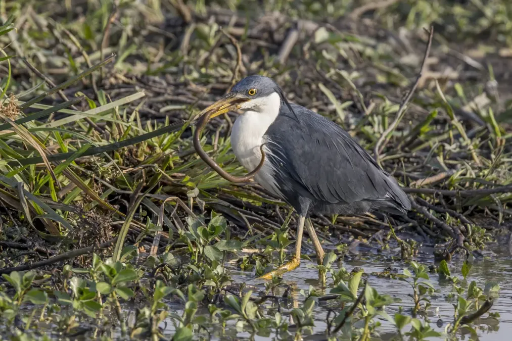 File:Pied heron (Egretta picata) with prey Kakadu 2.jpg