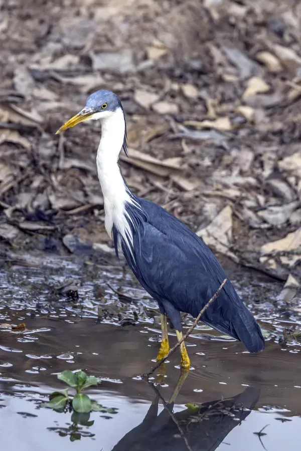 File:Pied heron (Egretta picata) Kakadu.jpg