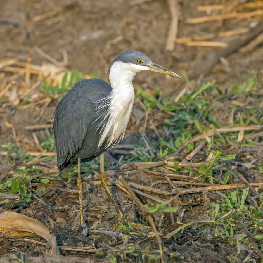 File:Pied heron (Egretta picata) Kakadu 2.jpg
