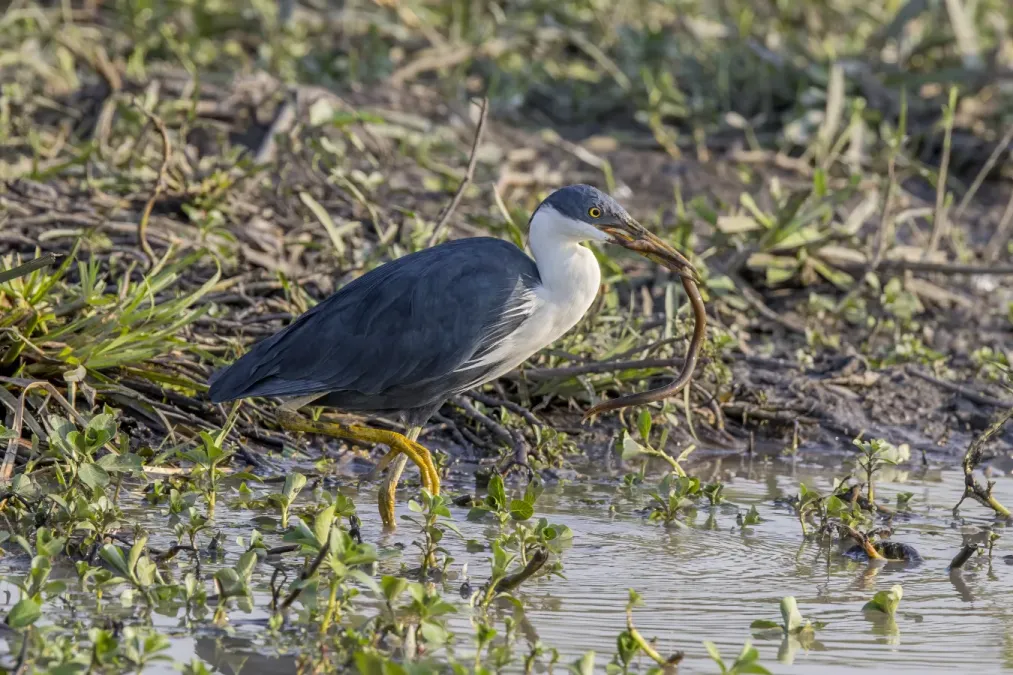 File:Pied heron (Egretta picata) with prey Kakadu 4.jpg