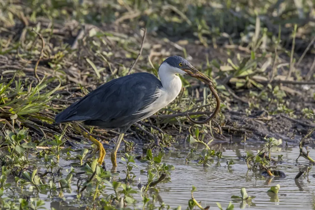 File:Pied heron (Egretta picata) with prey Kakadu 3.jpg