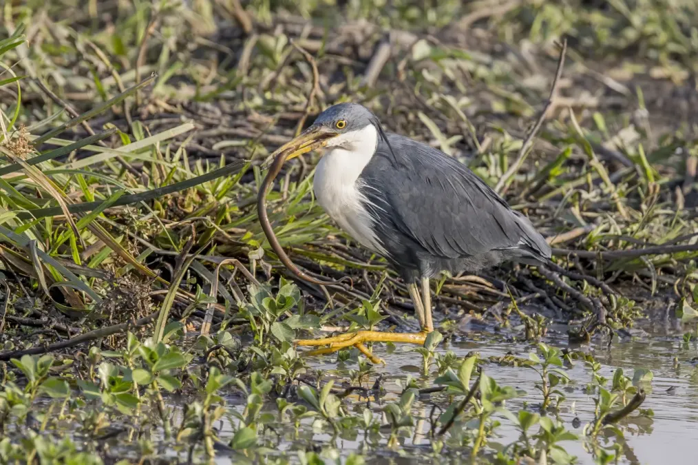 File:Pied heron (Egretta picata) with prey Kakadu.jpg