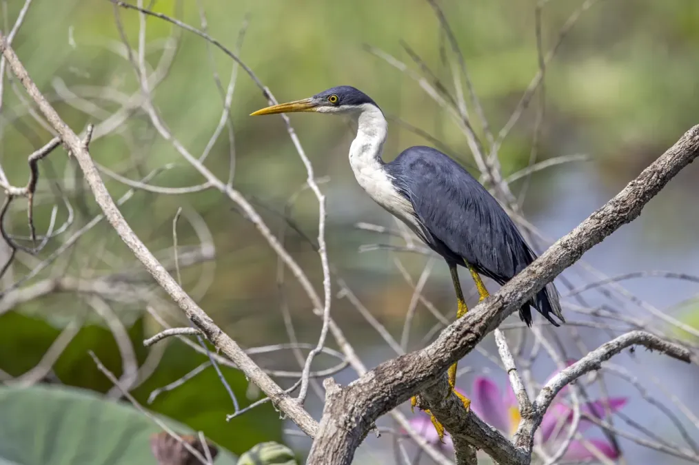 File:Pied heron (Egretta picata) Fogg Dam.jpg