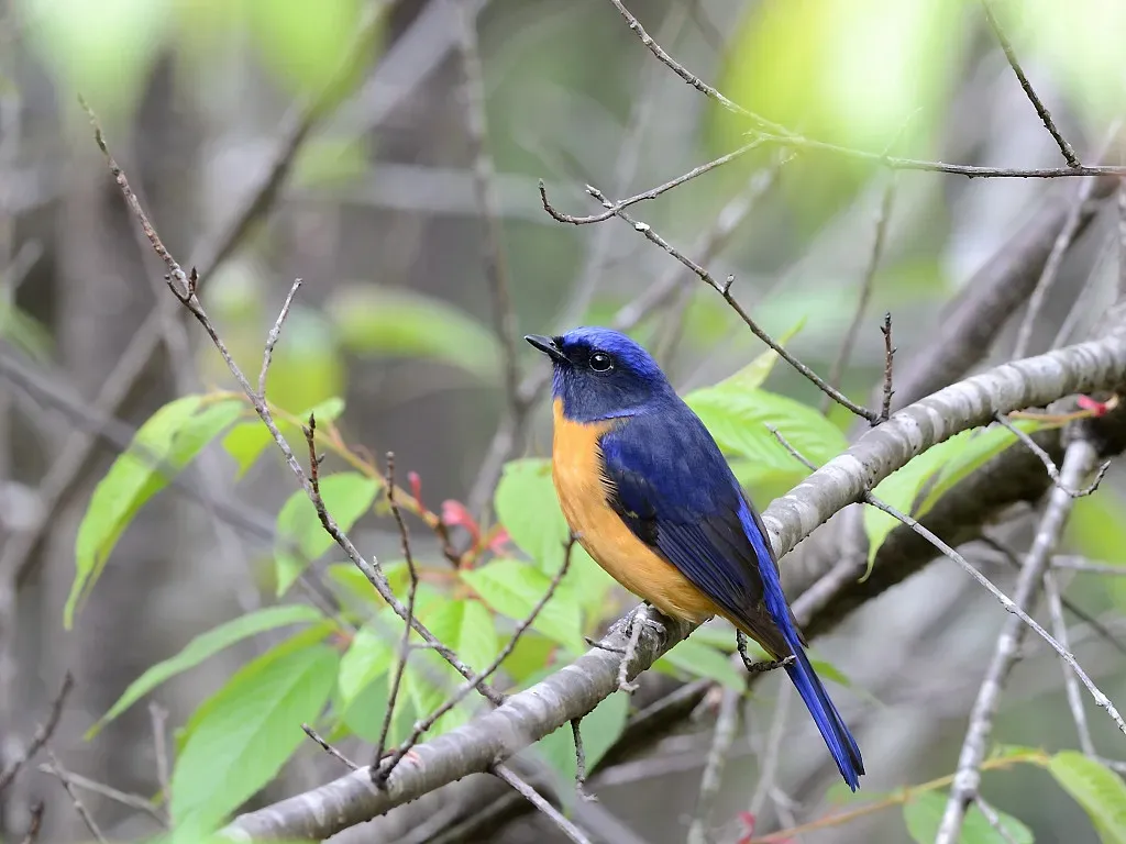 File:Niltava vivida 9808.jpg