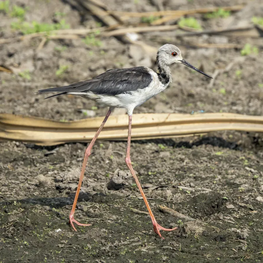 File:Pied stilt (Himantopus leucocephalus) Kakadu.jpg