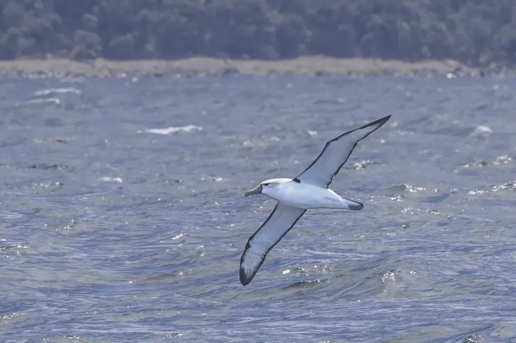 File:Shy albatross (Thalassarche cauta) in flight Bruny 4.jpg