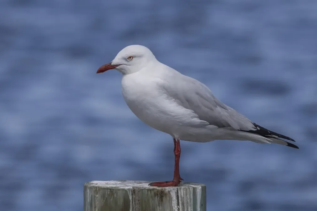 File:Silver gull (Chroicocephalus novaehollandiae novaehollandiae) Freycinet.jpg