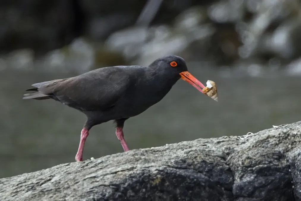 File:Sooty oystercatcher (Haematopus fuliginosus) South Bruny.jpg