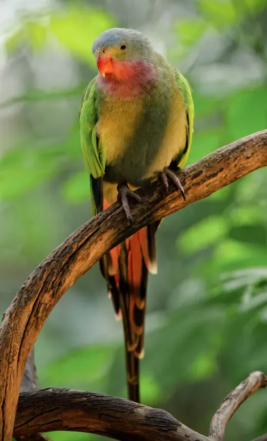 File:Polytelis alexandrae -Bloedel Conservatory, Vancouver, Canada -male-8a.jpg