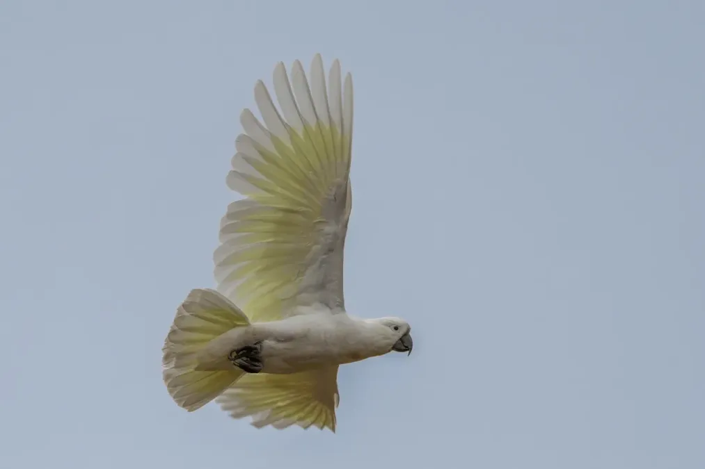 File:Sulphur-crested cockatoo (Cacatua galerita galerita) in flight Mount Pleasant.jpg