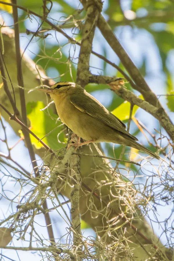 File:Worm-eating Warbler (Helmitheros vermivorum) (47609209652).jpg